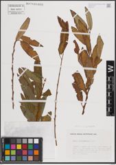Foto von Salix eriocephala Michx.